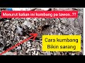 Cara Kumbang Bikin Sarang Jejakwongngapakofficial