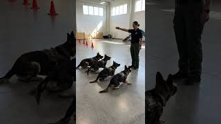 Download lagu K9, the elite US police unit, training puppies mp3