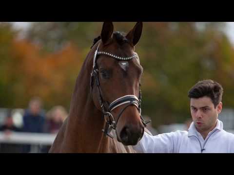 Special Motion von High Motion