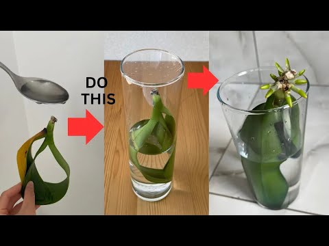 This is How a Dying Rootless Orchid Revived! It sprouted many roots.