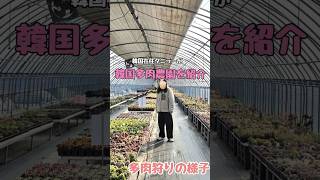 韓国在住タニラーの多肉狩りの様子！韓国農園はこんな感じです！ #多肉植物 #succulent #観葉植物