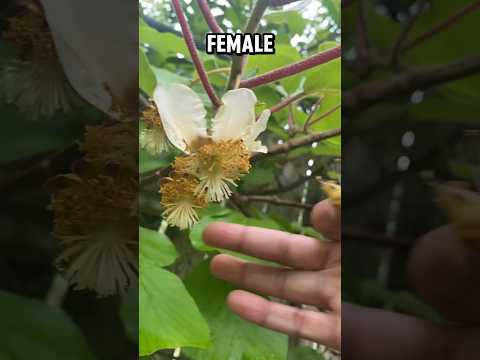 Is your Kiwi male or female? #shorts