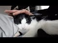 Tuxedo Cat Noodle Sleeps On Bed Pets And Kisses