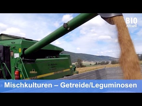 Die Schuppenflechte von der Creme zu schmieren Wie dass zu bestimmen ist es das Ekzem