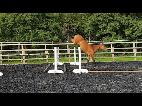 SOLD 2014 Quasimodo VD Molendreef x Linaro