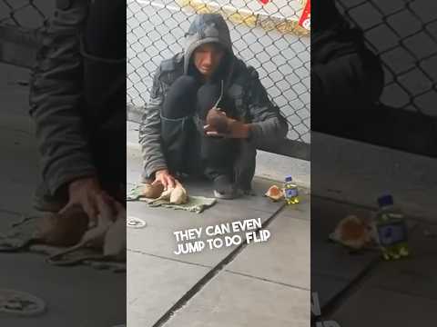 This man on the street trained his pet rats 😳