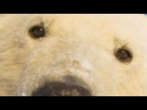 GRIZ & SUBTRONICS - GRIZTRONICS (OG NIXIN Remix) (ID)