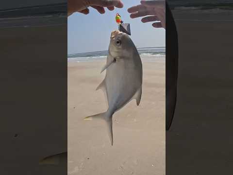 How to Catch Pompano #saltwaterfishing #catchandrelease #fishing #sportfishing #surffishing