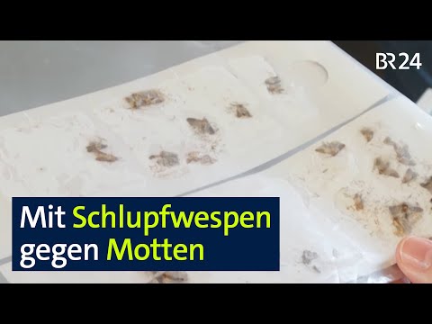 Schlupfwespen: Kleider- und Lebensmittelmotten mit Fressfeinden bekämpfen | BR24