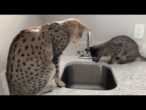 Look At The Size Difference Between Big Cat Kumba And Zara!