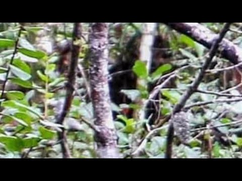 Visiting Bigfoot World in Ocala!