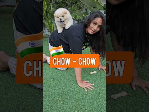 Chow Chow Dog - New Family Member