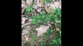 Die Blindschleiche - Anguis Fragilis - Hackenheim - Rheinhessen