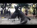 Two Huge Komodo Dragons Fight On Indonesian Island