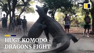 Two huge Komodo dragons fight on Indonesian island