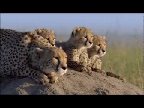 Vega4 - Life Is Beautiful (African Cats Music)