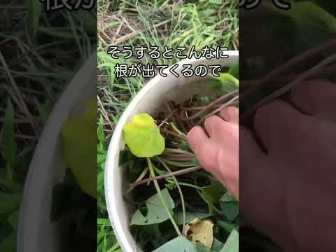  4月下旬の霜から植物を守るにはどうすればよいですか？若い植物を保存するための効果的な方法  庭園