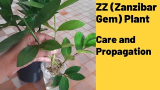 ZZ Plant Propagation from cuttings #Zanzibargem