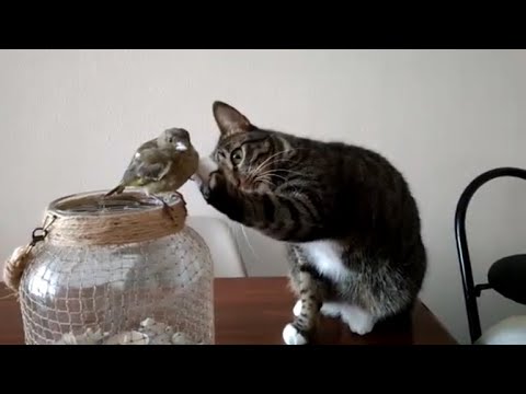 Cat Gently Pets A Bird