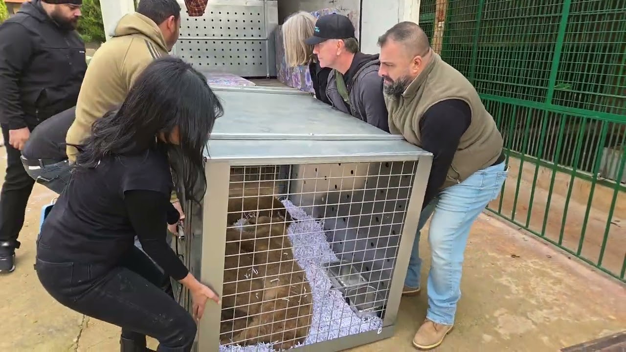 Sedated Cubs transferred to Truck