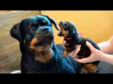 Animales Graciosos 🤣 Videos Divertidos De Perros y Gatos 2024