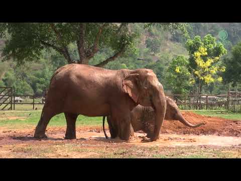 Rescued Baby Elephant “Lek Lek” Begins Happy Life With Her Mother In Sanctuary - ElephantNews