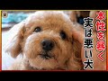 噛む保護犬の悪いところを炙り出そうとした結果⁉️