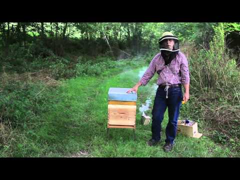 comment demarrer sa ruche