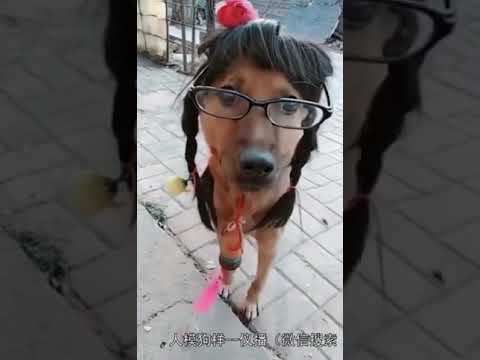 New comedy video dogs live