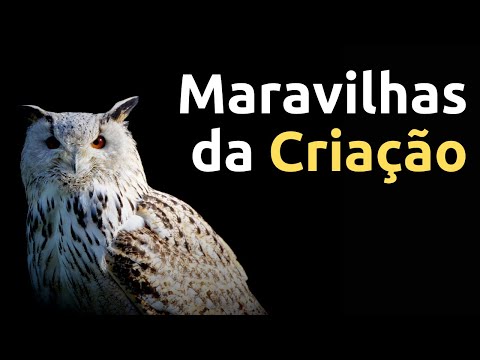 Maravilhas da Criação. A natureza revela o poder de Deus.