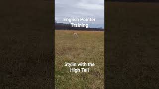 Download lagu Staunchness training with English Pointer. #birddog #nstra #englishpointer mp3 Download lagu Staunchness training with English Pointer. #birddog #nstra #englishpointer mp3