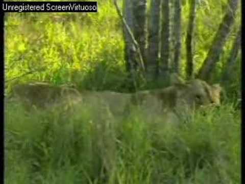 Lioness on Djuma PM Drive 10/21/07 - 1