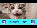 Happy Cats Meowing And Purring