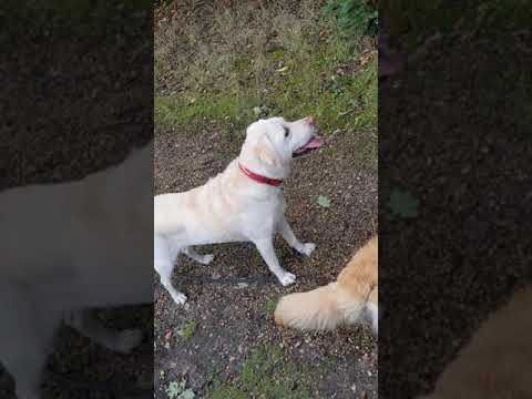 Alices Adventures video.