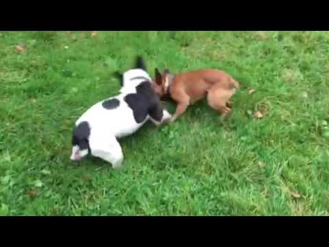 Marcel and Charley playing frisbee
