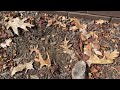 Hundreds of Ants in the Mulch Bed in Wickatunk, NJ