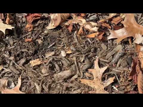 Hundreds of Ants in the Mulch Bed in Wickatunk, NJ