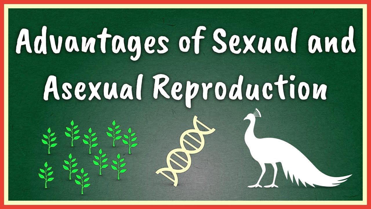 What is the advantage of sexual reproduction?