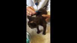 Fleas on Kittens. How to safely remove and kill them.