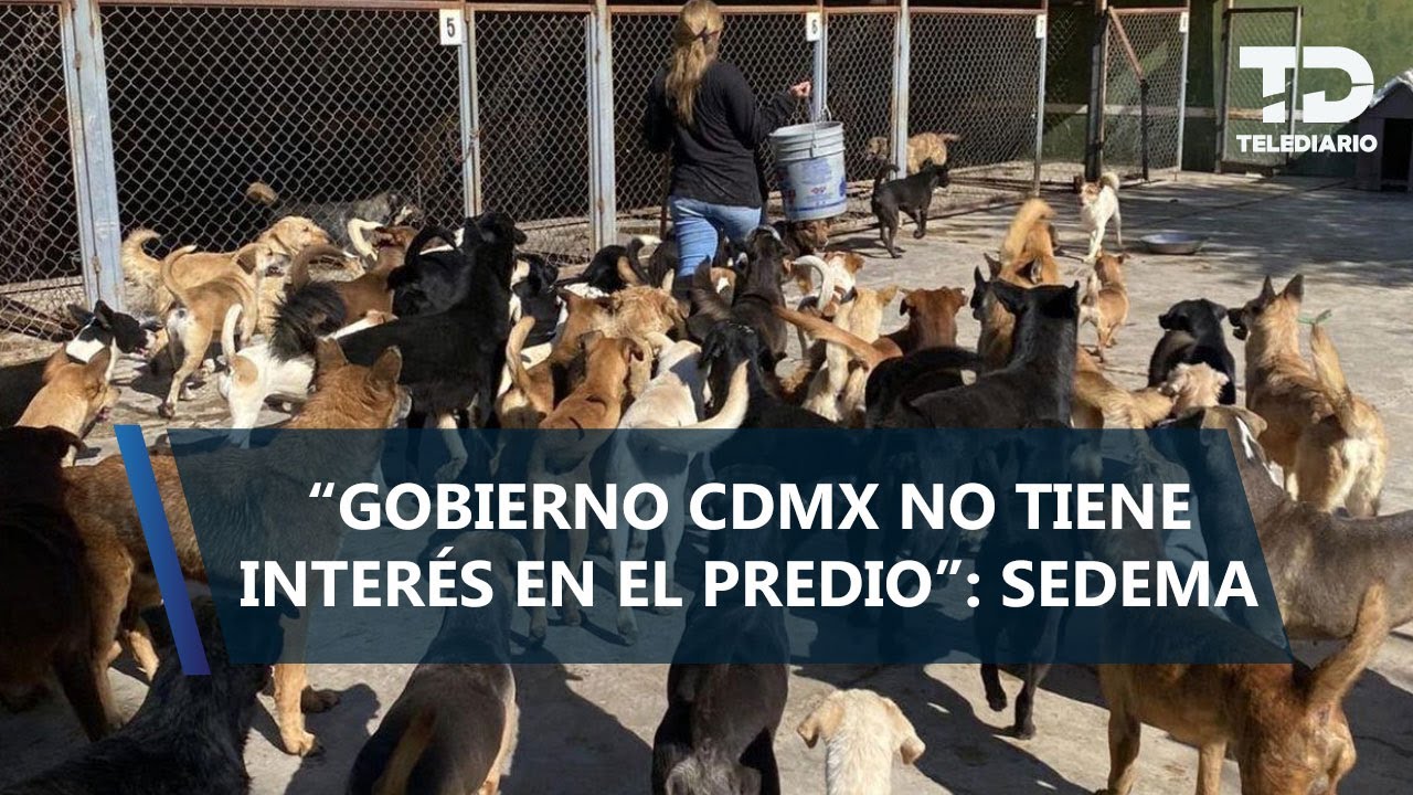 Caso del Refugio Franciscano, uno de los peores de maltrato animal: Sedema