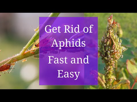 アブラムシの駆除: 素早く簡単に