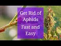 Get Rid of Aphids: Fast and Easy