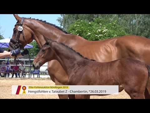 Fohlen von Taloubet Z x Chambertin