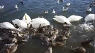 preview picture of video 'Feeding swans by a7 with Sonnar T* FE 35mm F2.8 ZA'