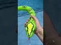 Unnecessary Amazon Purchase!🐍 link in comments. #snake #snakes #robots #amazonfind #amazonfinds