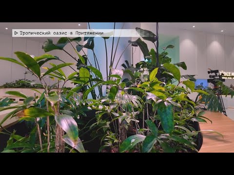 Время местное. Эфир: 21-01-2026 - Тропический оазис в Притяжении