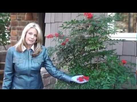 download lagu mp3 mp4 How To Prune Nandina Bushes, download lagu How To Prune Nandina Bushes gratis, unduh video klip How To Prune Nandina Bushes