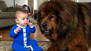 I Adopted A Broken 160lb Mastiff—What He Did To My Son Is Unbelievable
