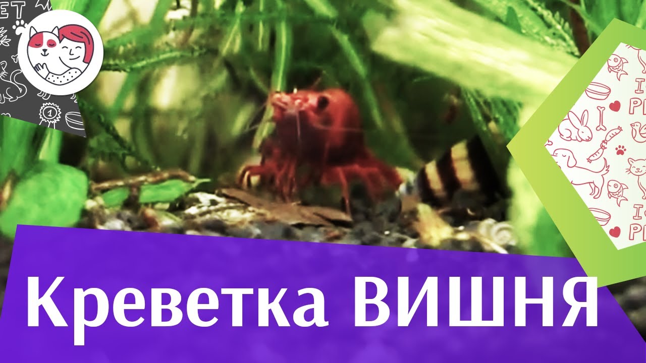 5 особенностей ухода за золотистым ретривером