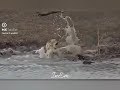 Cheetah Vs Crocodile Panther Vs Crocodile Khalnayak Sanjay Dutt Dialogue InEm